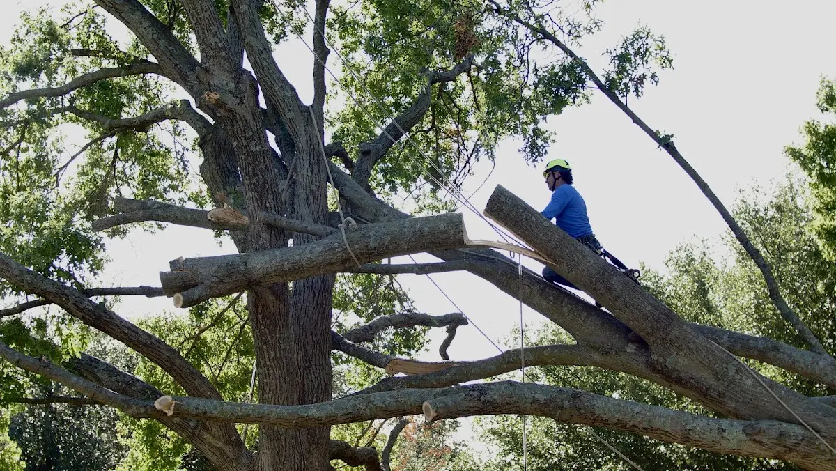 Professional Crown Thinning performed by certified arborists in Bainbridge